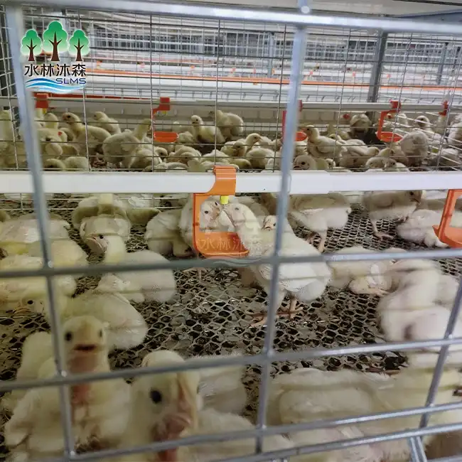 Three-tier Broiler Cage
